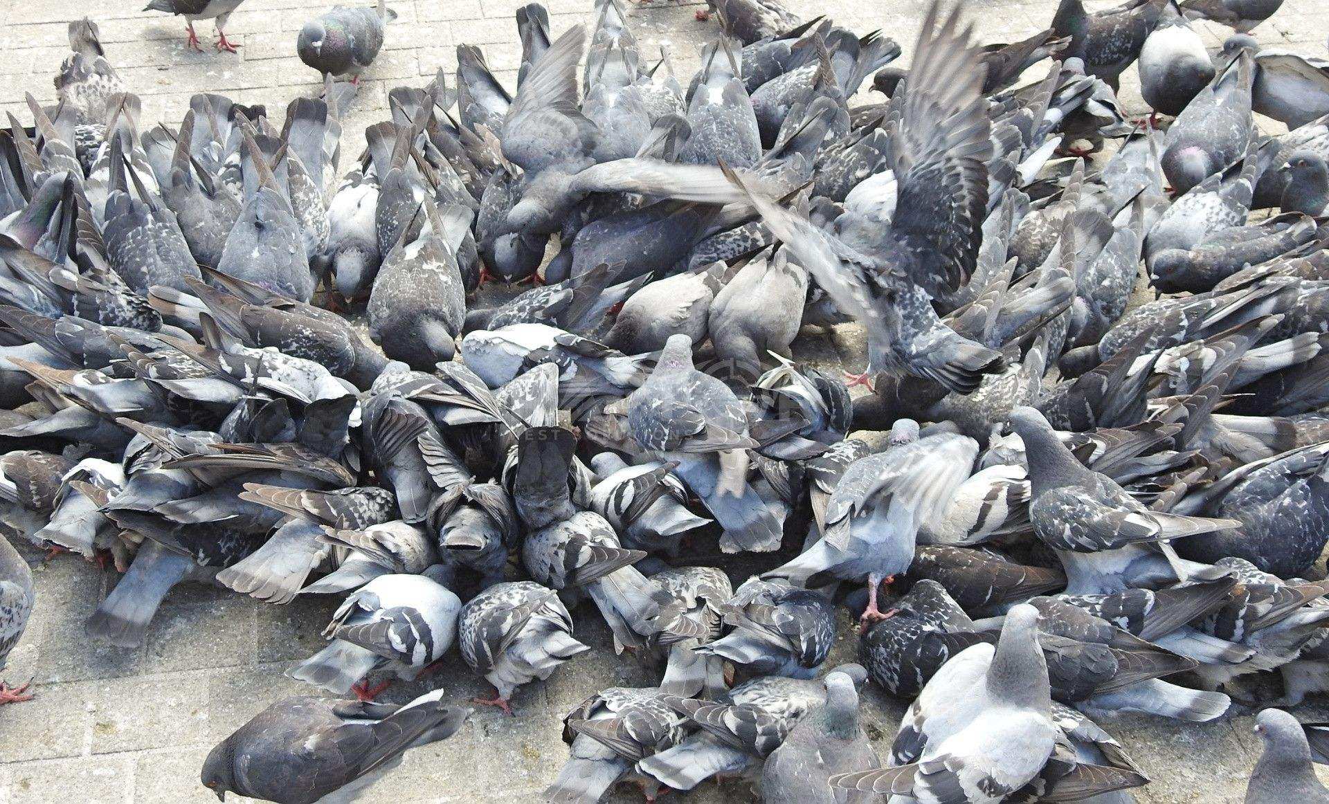 Pigeon infestation on a Phoenix Valley property