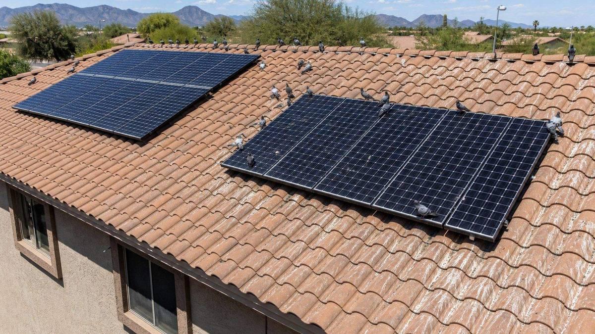Pigeon control work featured in the ABC15 Sonoran Living segment