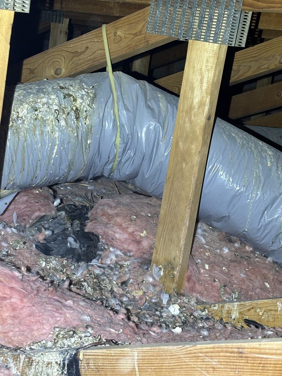 Attic remediation photo 2