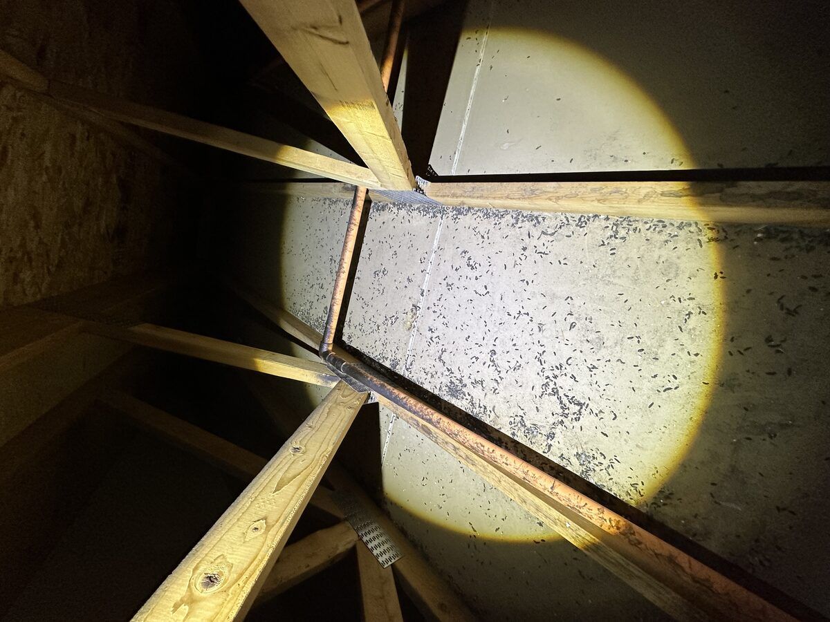Attic remediation photo 12
