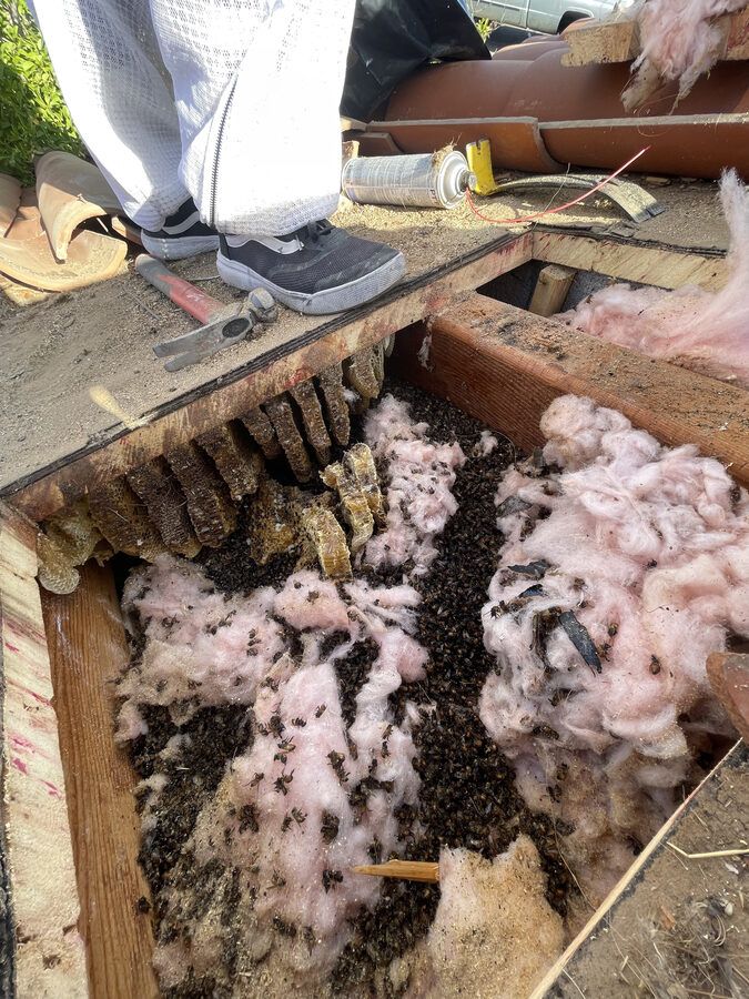 Bee control photo 1