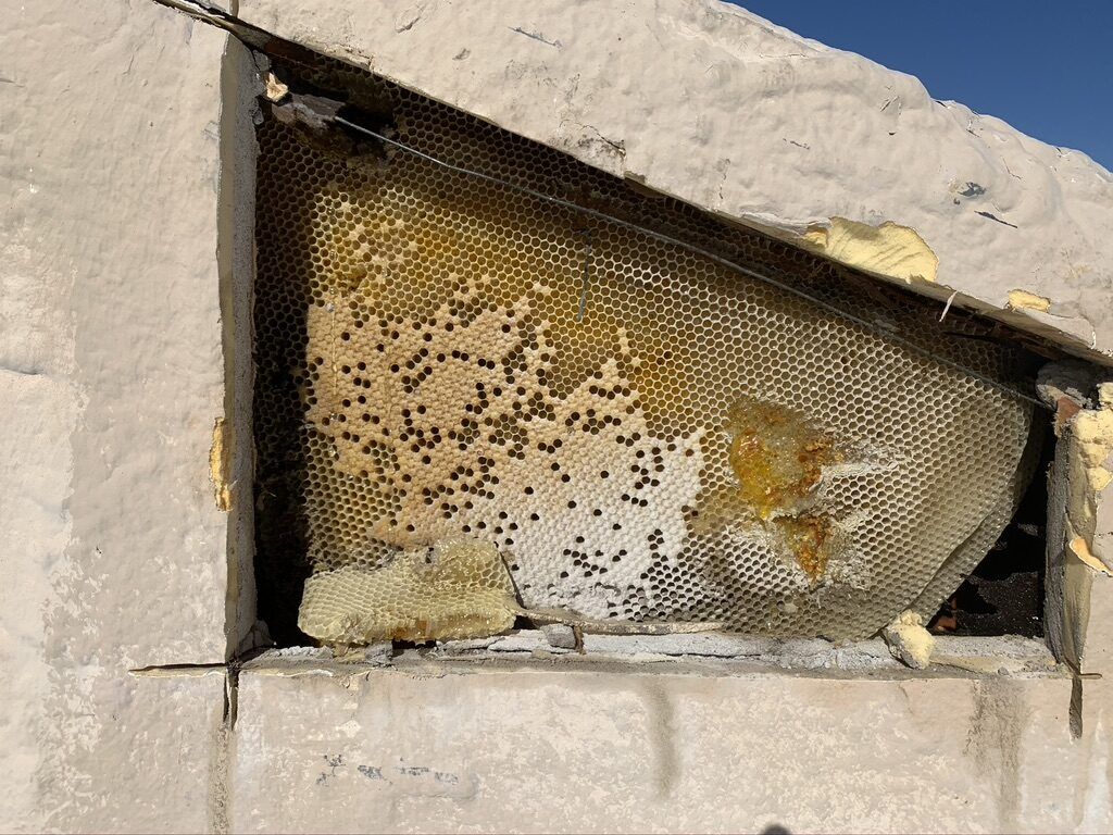 Bee control photo 5