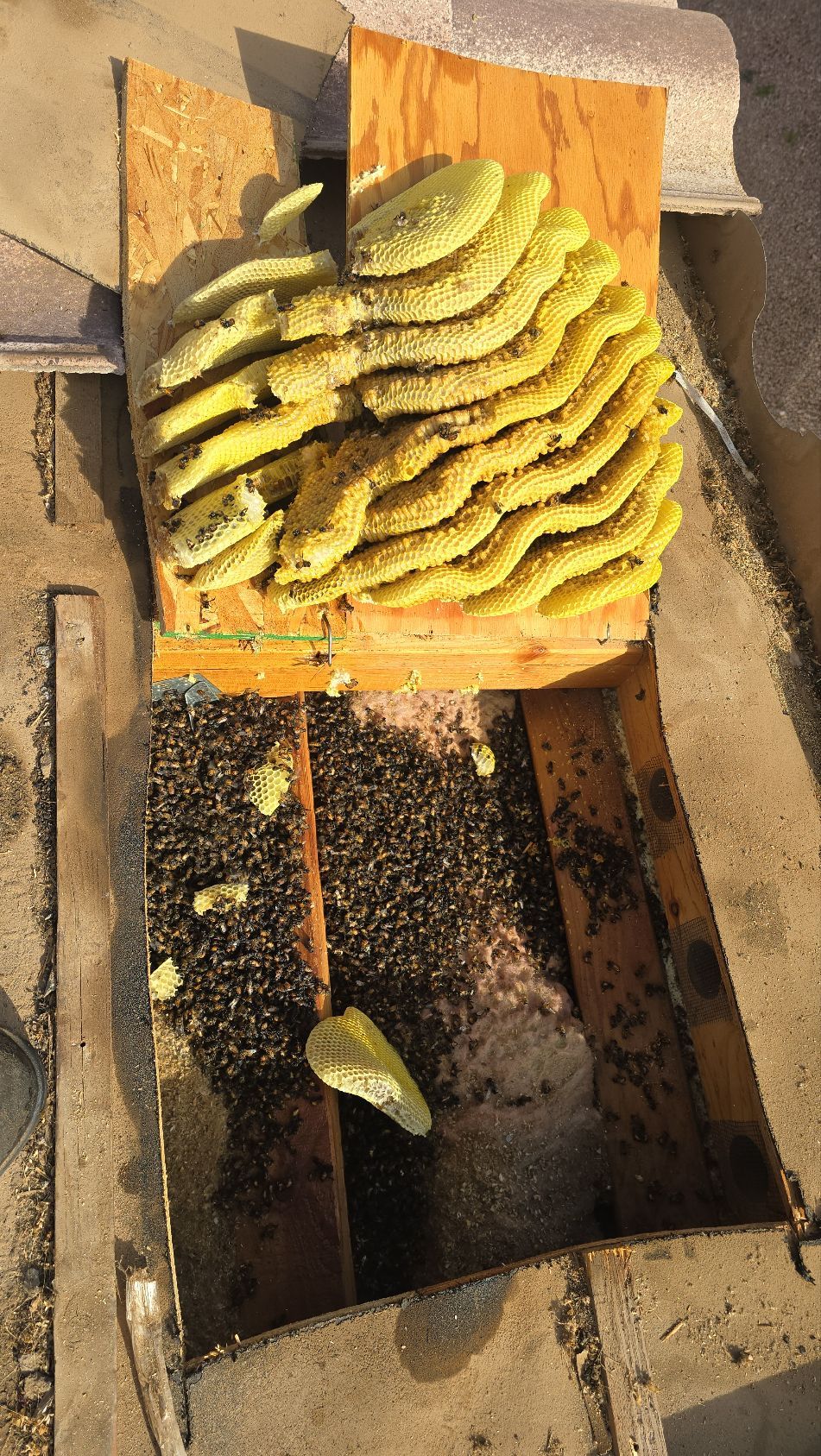 Comb Removal - photo 009