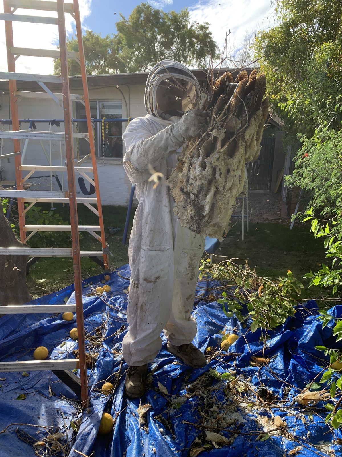 Comb Removal - photo 013