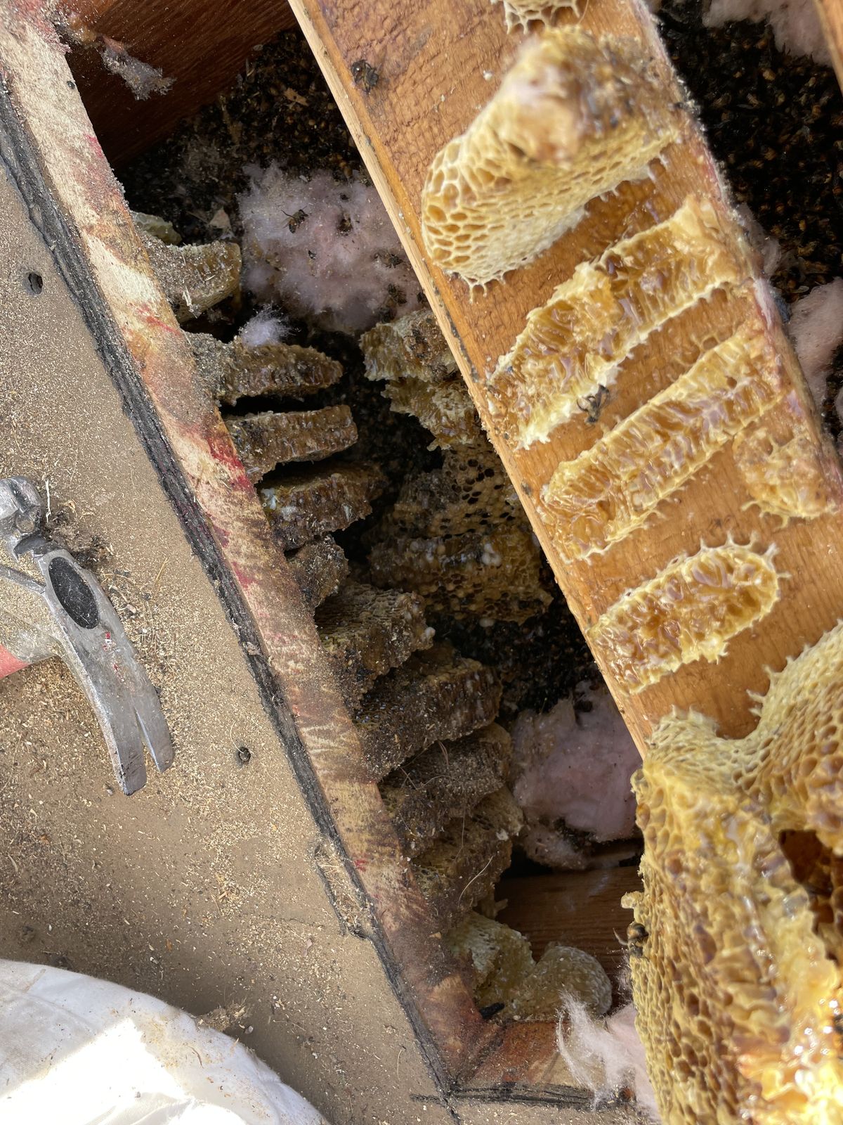 Comb Removal - photo 026