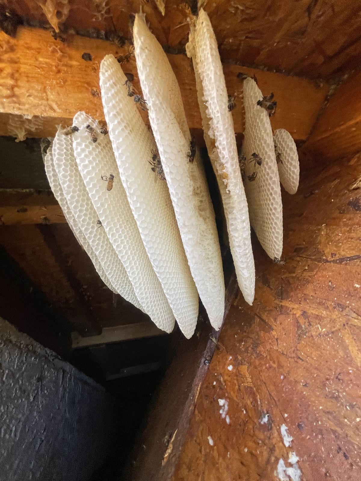 Comb Removal - photo 033