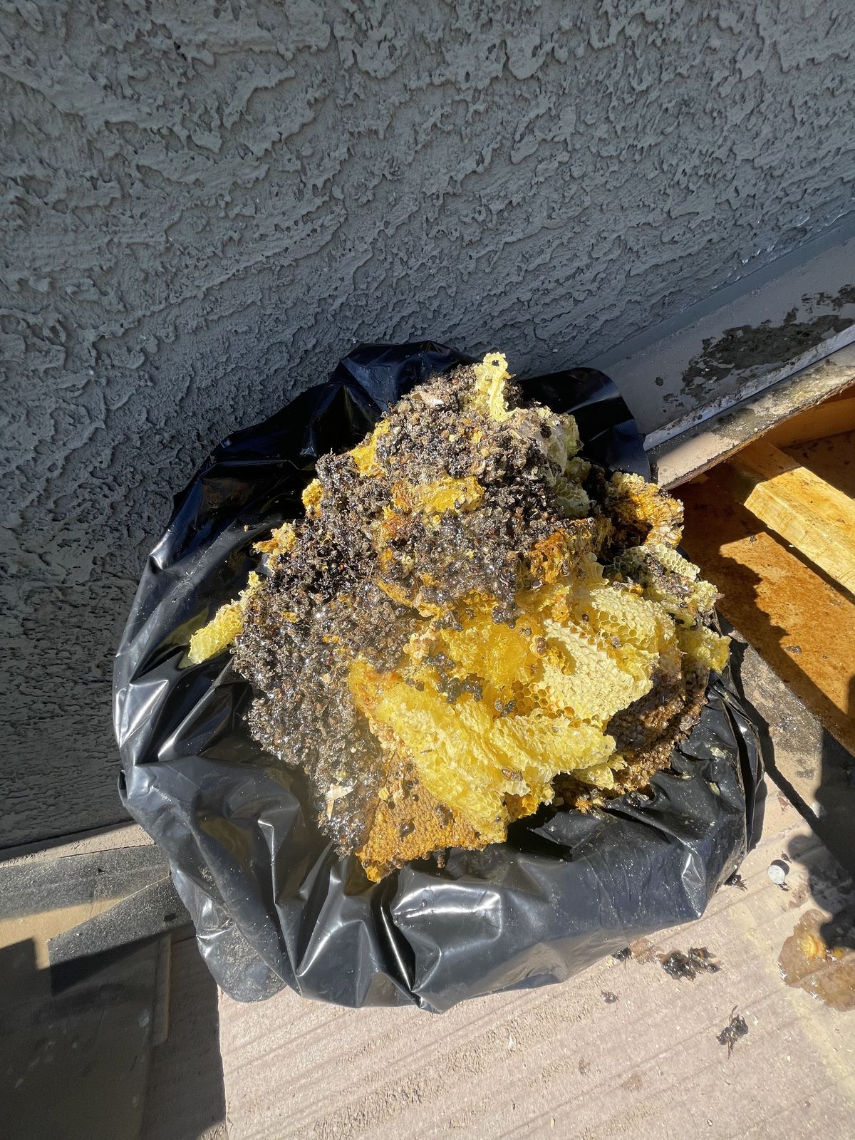 Comb Removal - photo 057