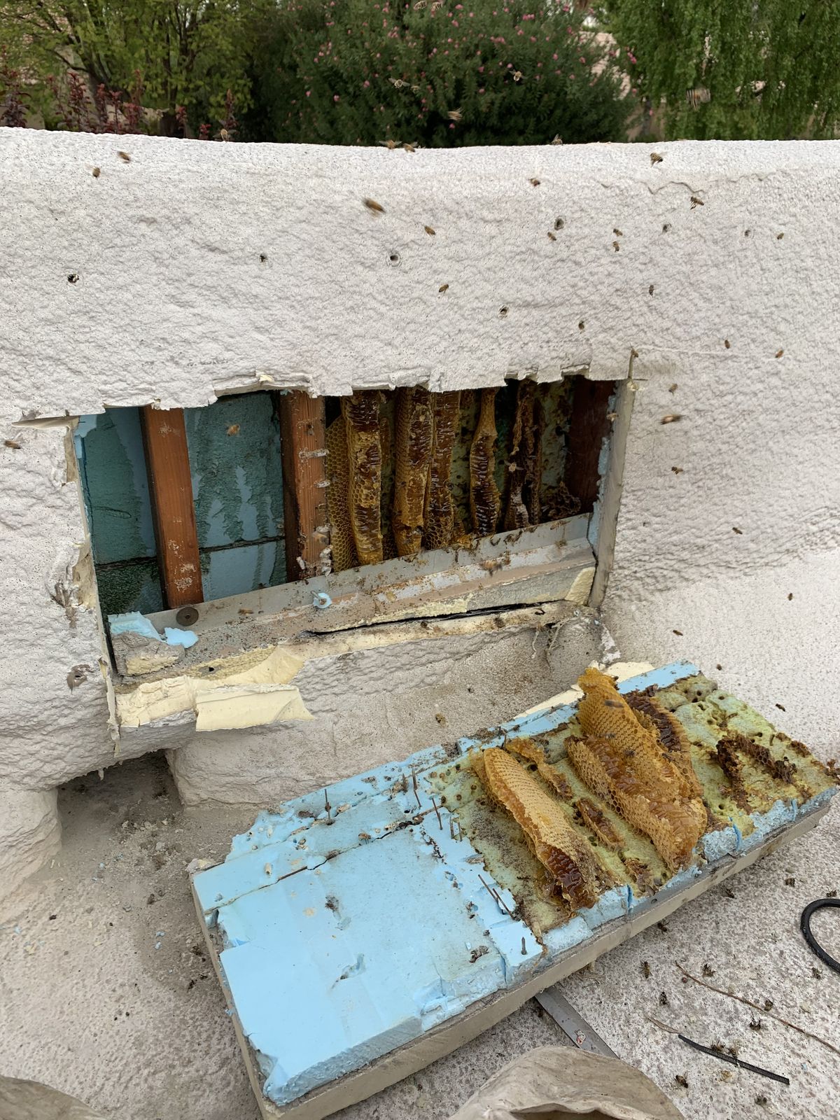 Comb Removal - photo 064