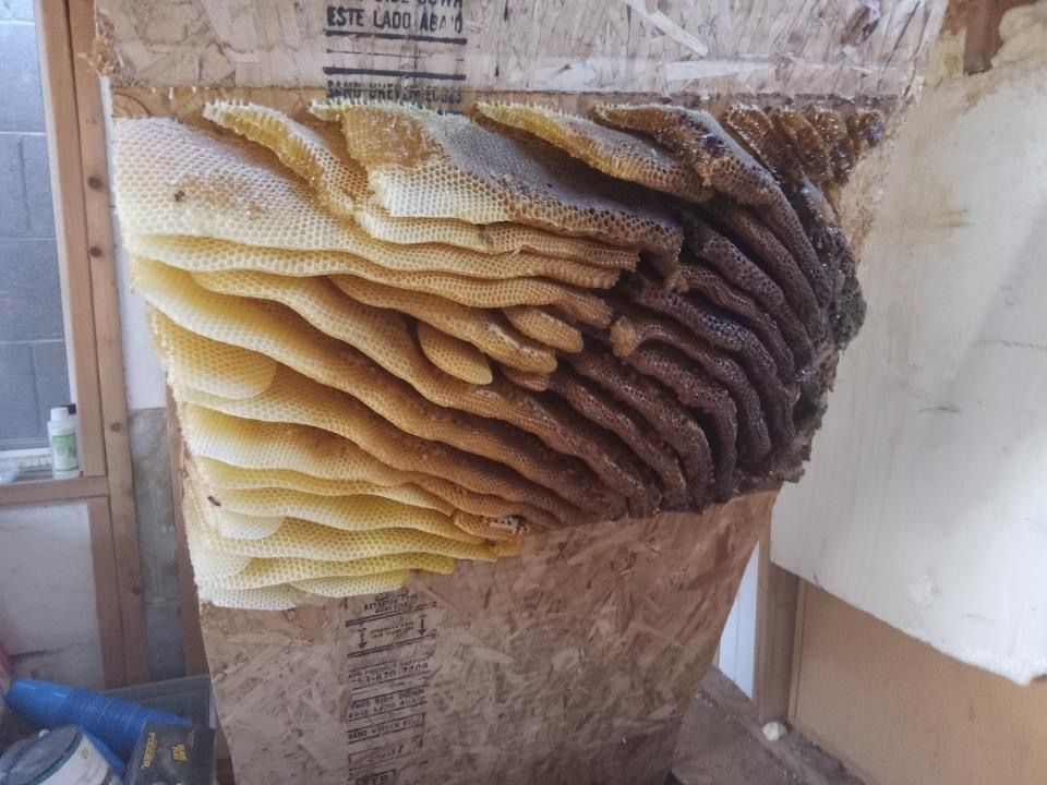 Comb Removal - photo 066