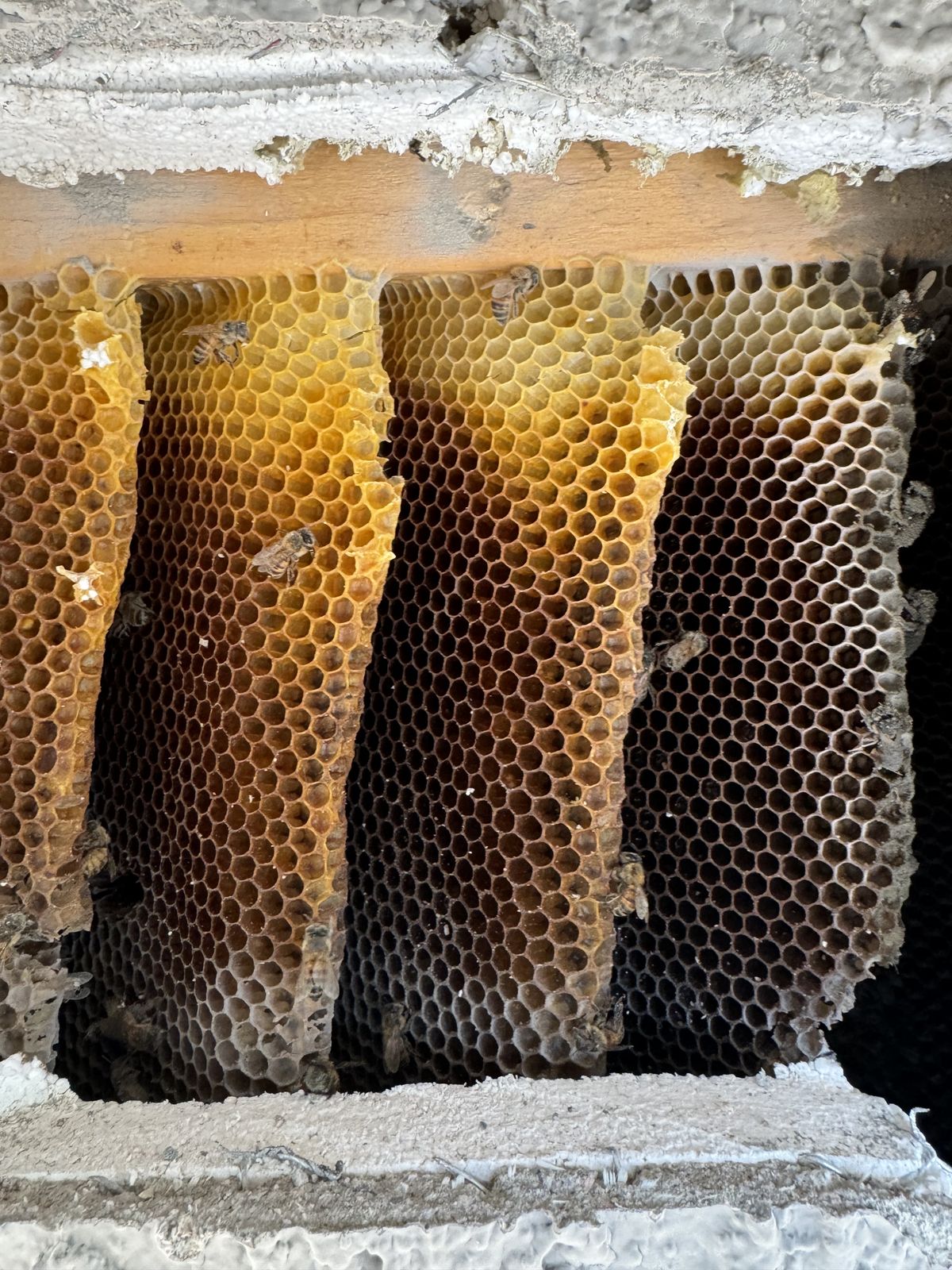 Comb Removal - photo 068