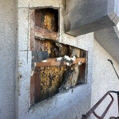Comb Removal - photo 071