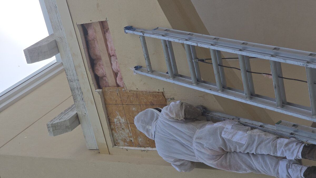 Bee control photo 8