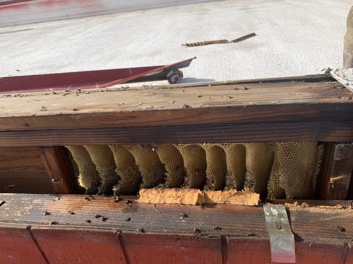 Bee control photo 13