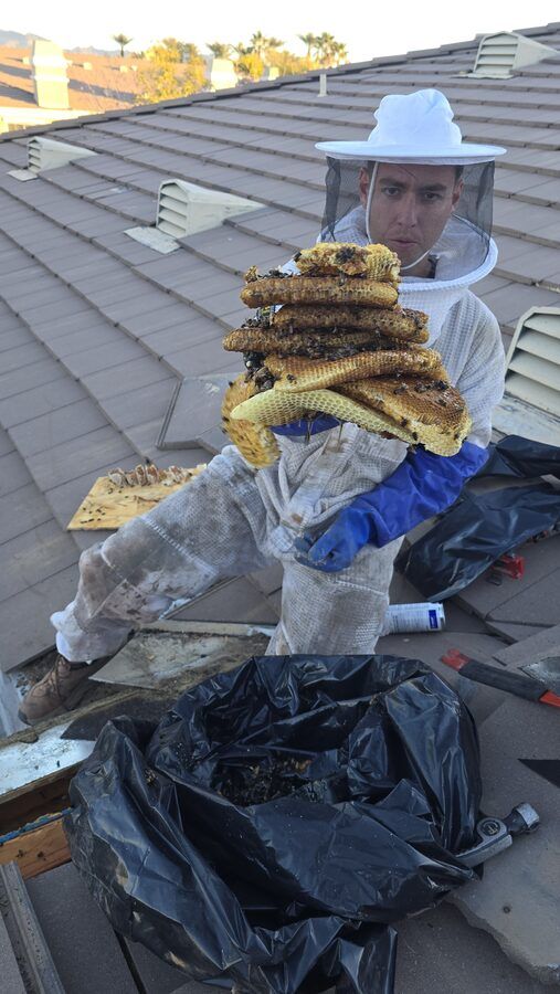Bee control photo 14