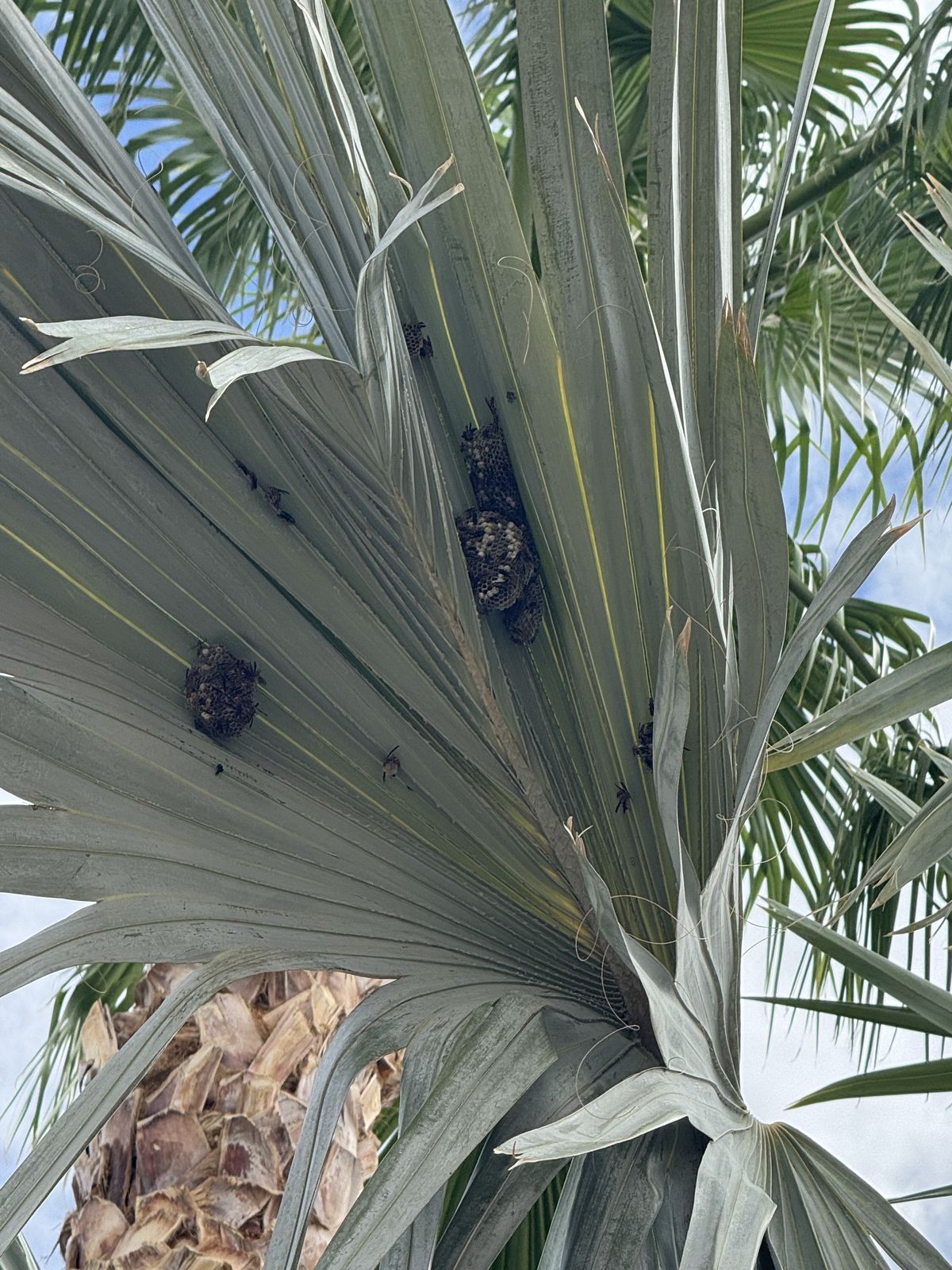 Wasps - photo 001