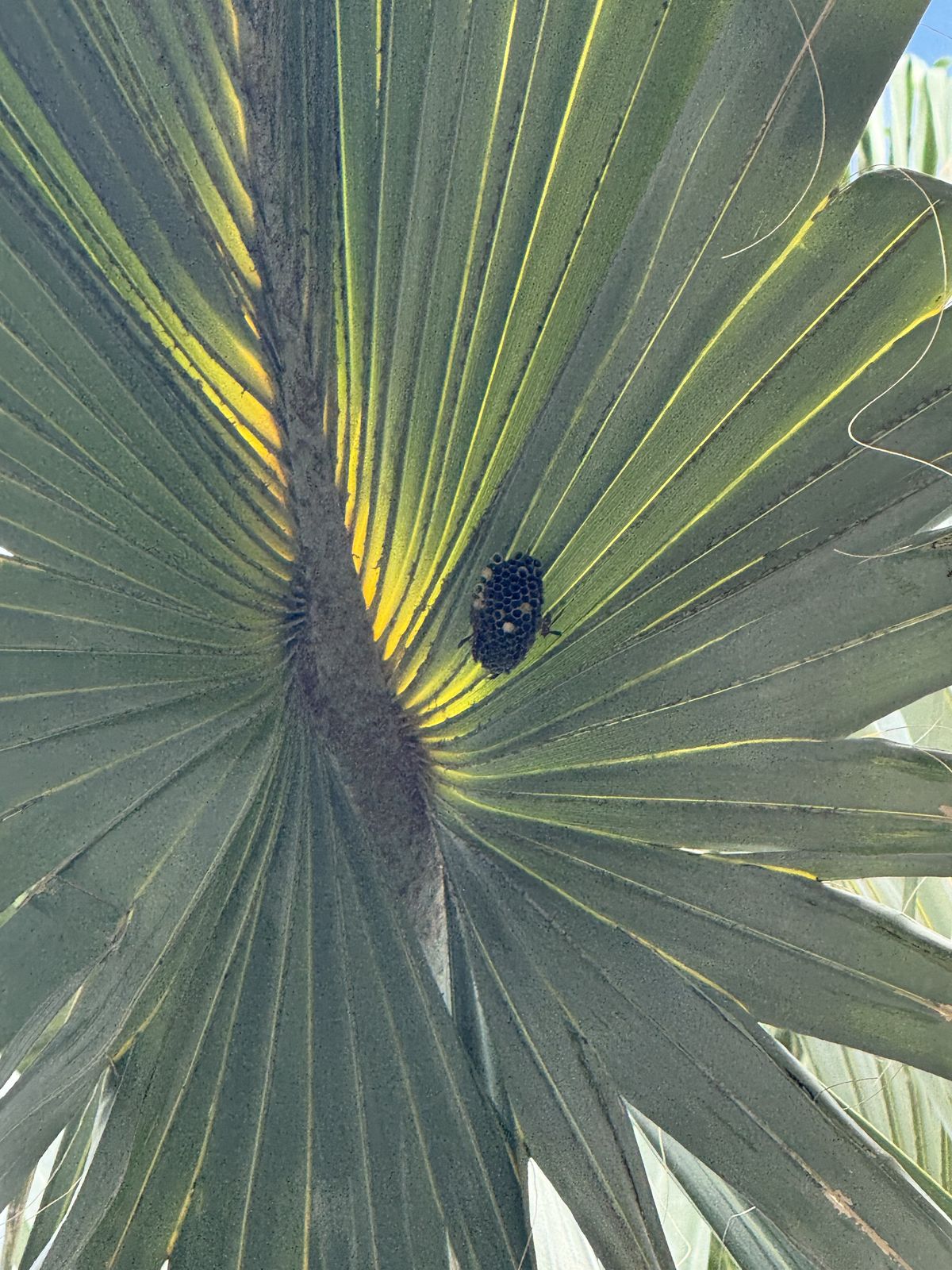 Wasps - photo 002