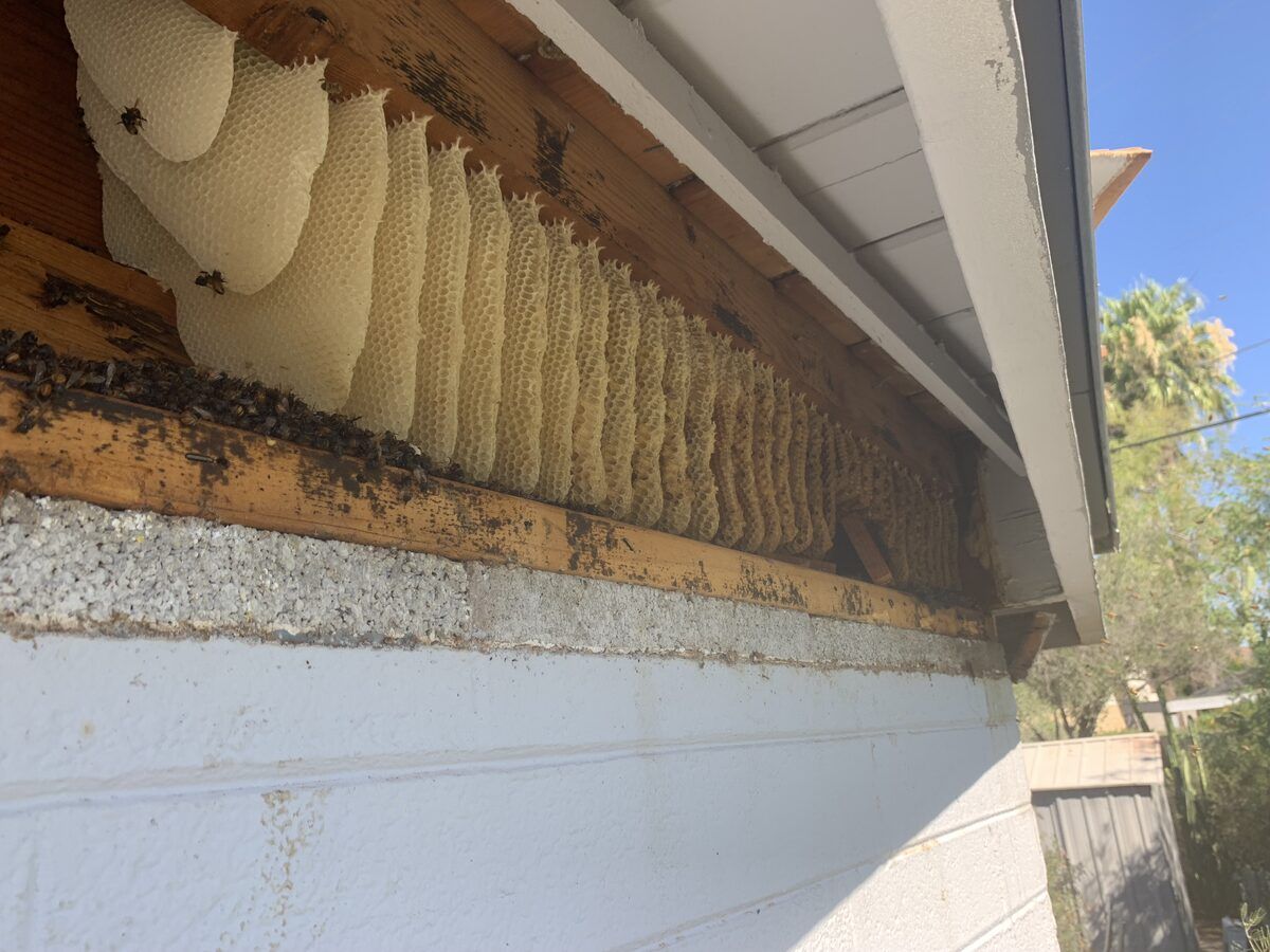 Bee control photo 16