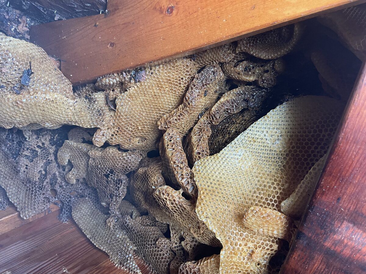 Bee control photo 17