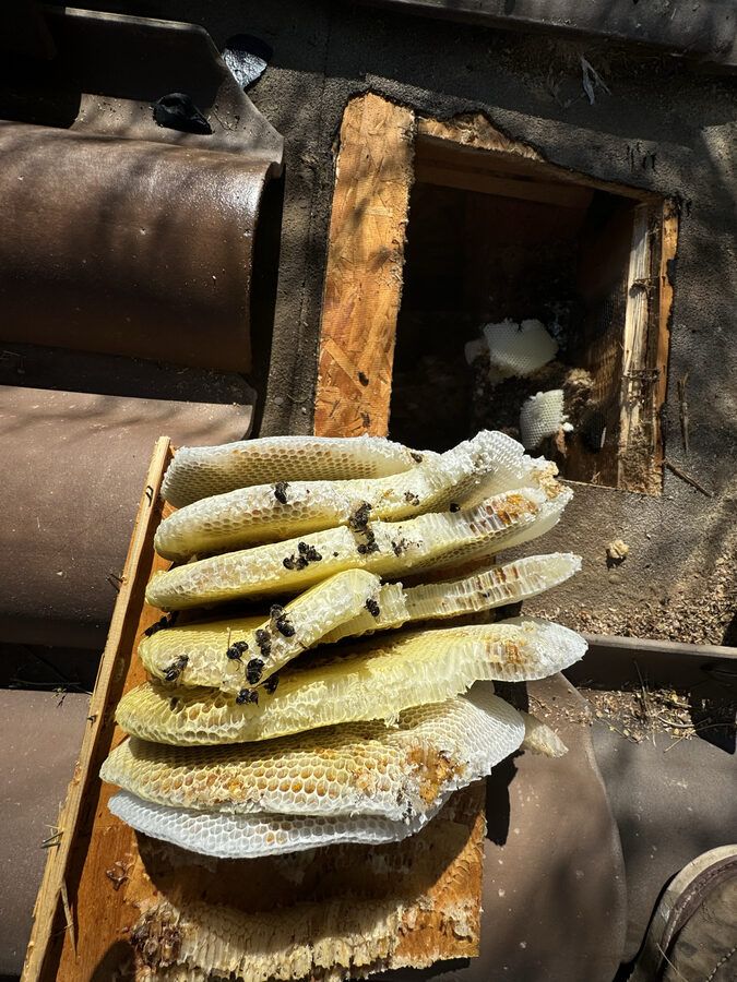 Bee control photo 18