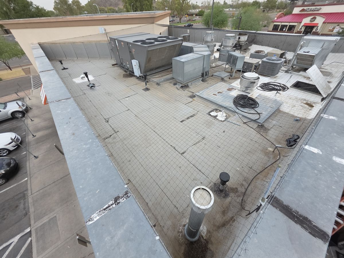 Commercial bird control photo 5