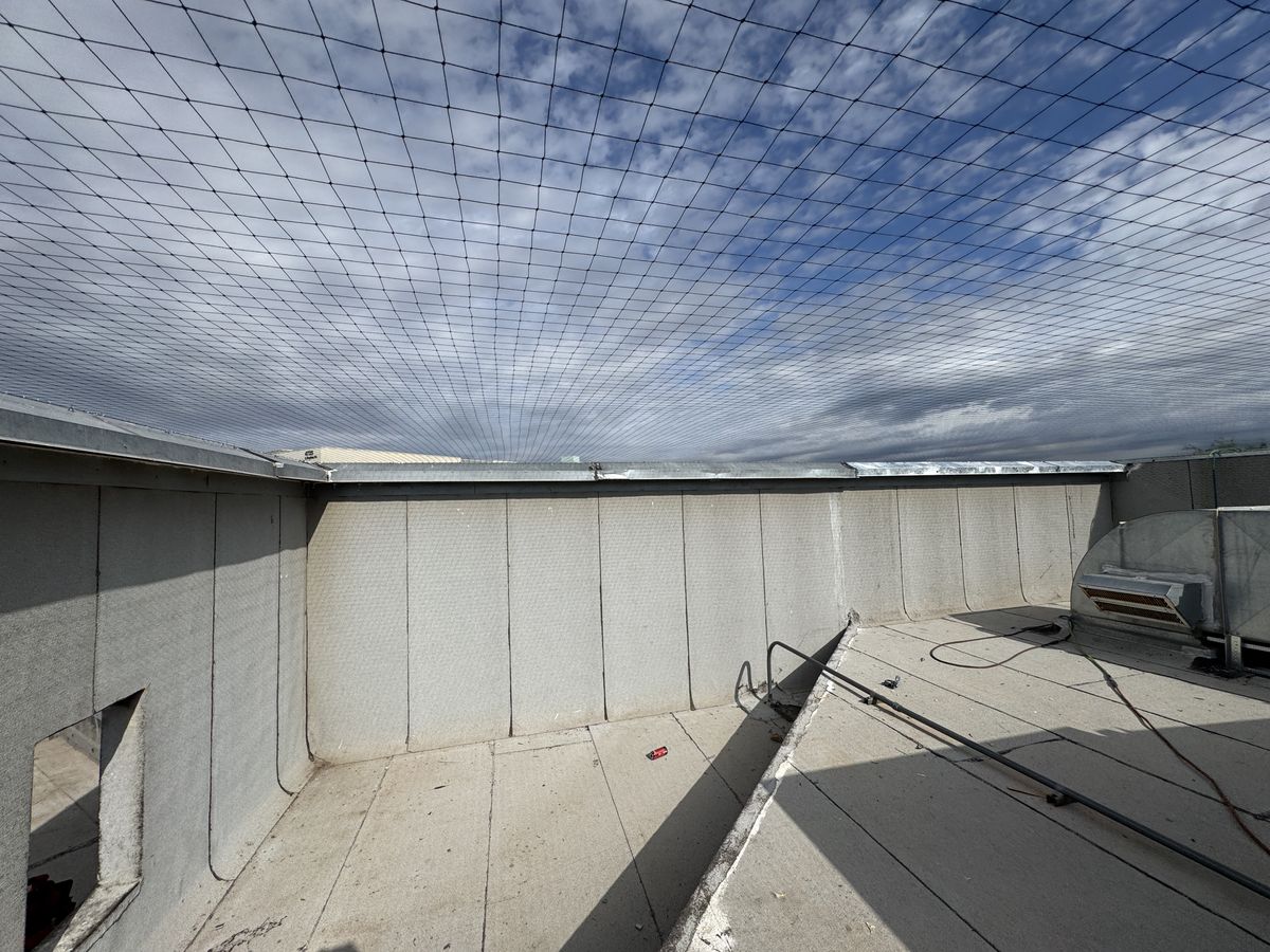 Commercial bird control photo 79