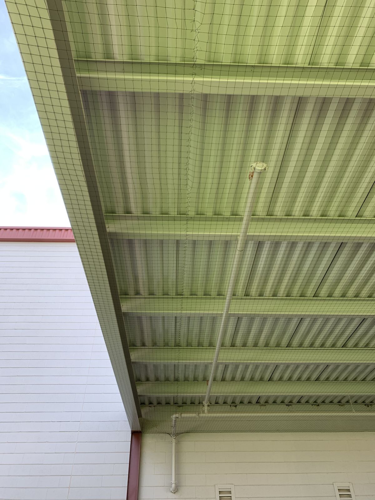 Commercial bird control photo 98