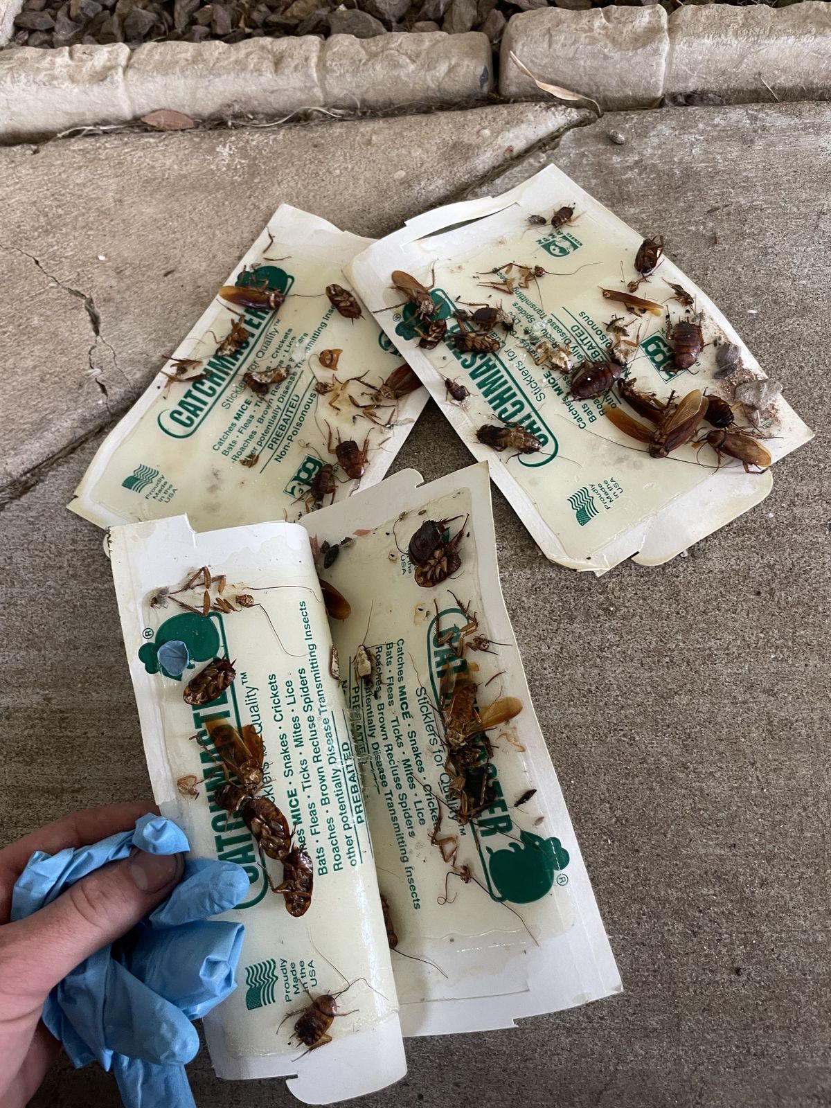 Cockroaches - photo 003