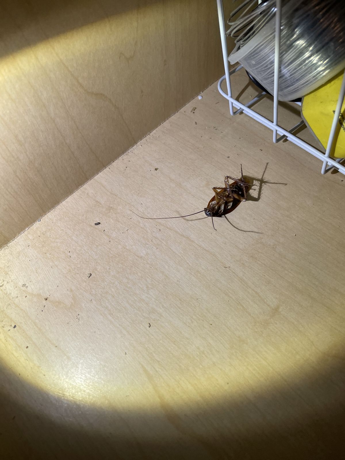 Cockroaches - photo 004