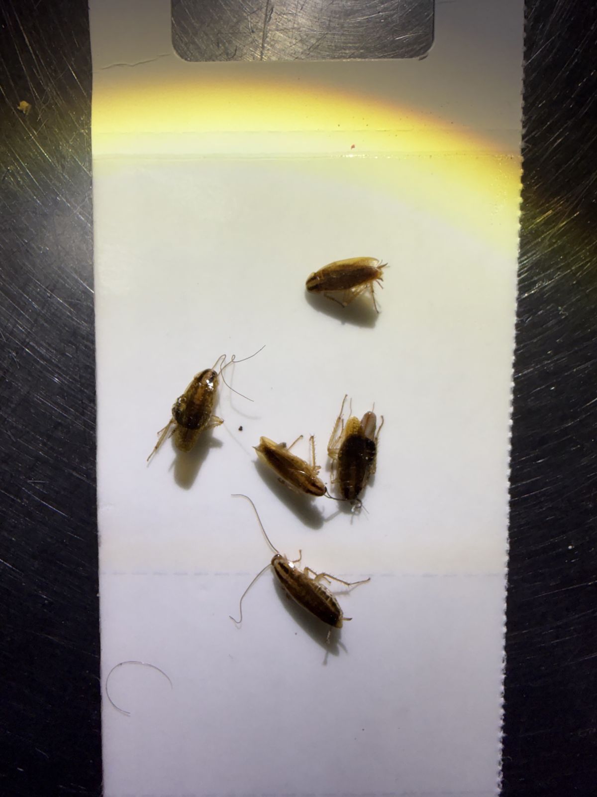Cockroaches - photo 005