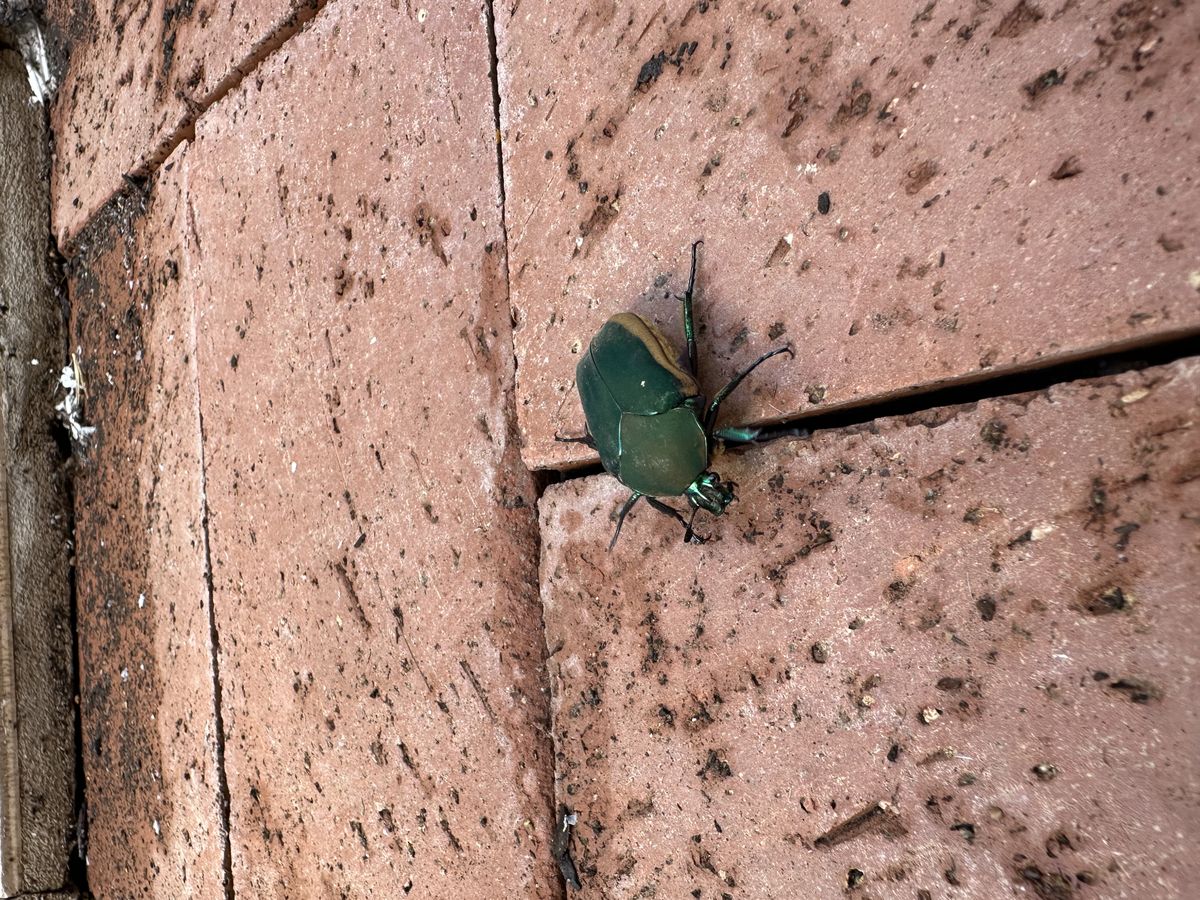 General pest control photo 2