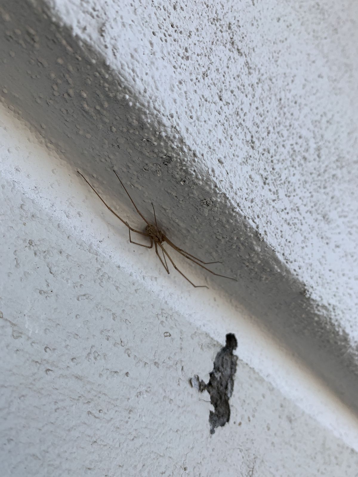 Spiders - photo 001