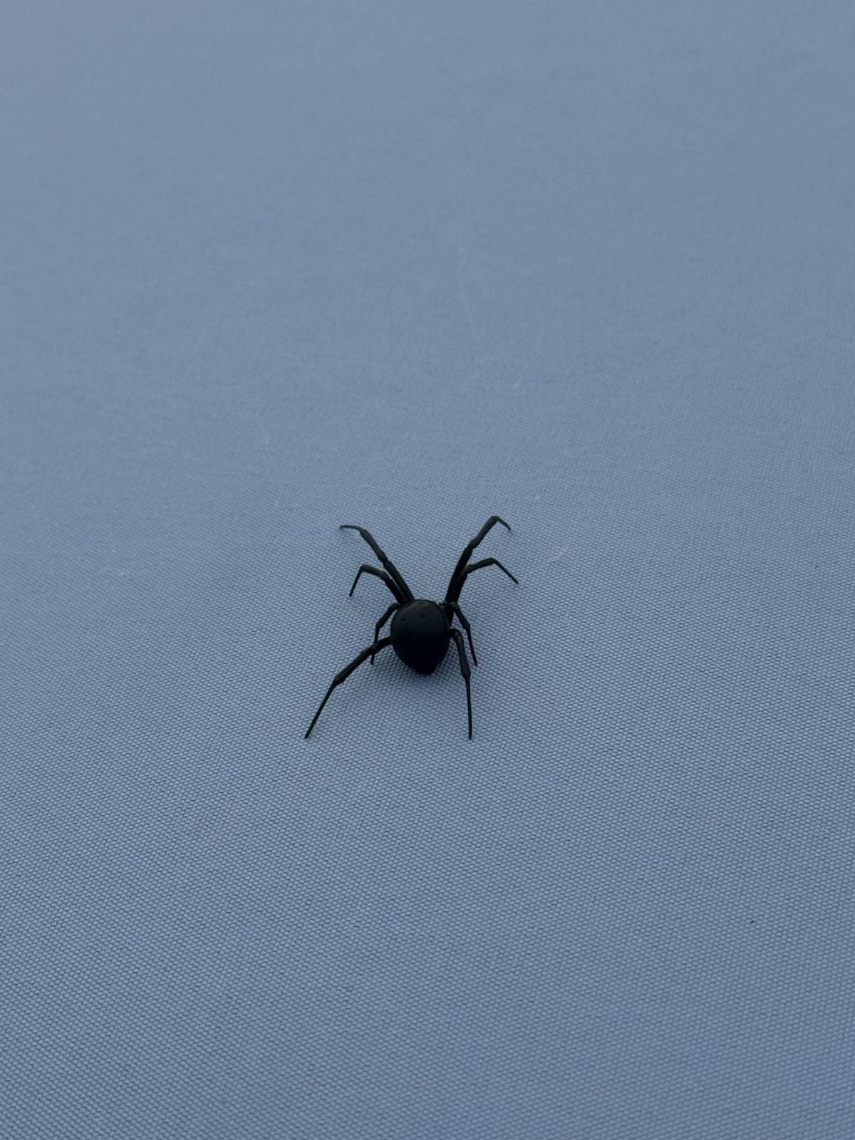 Spiders - photo 002