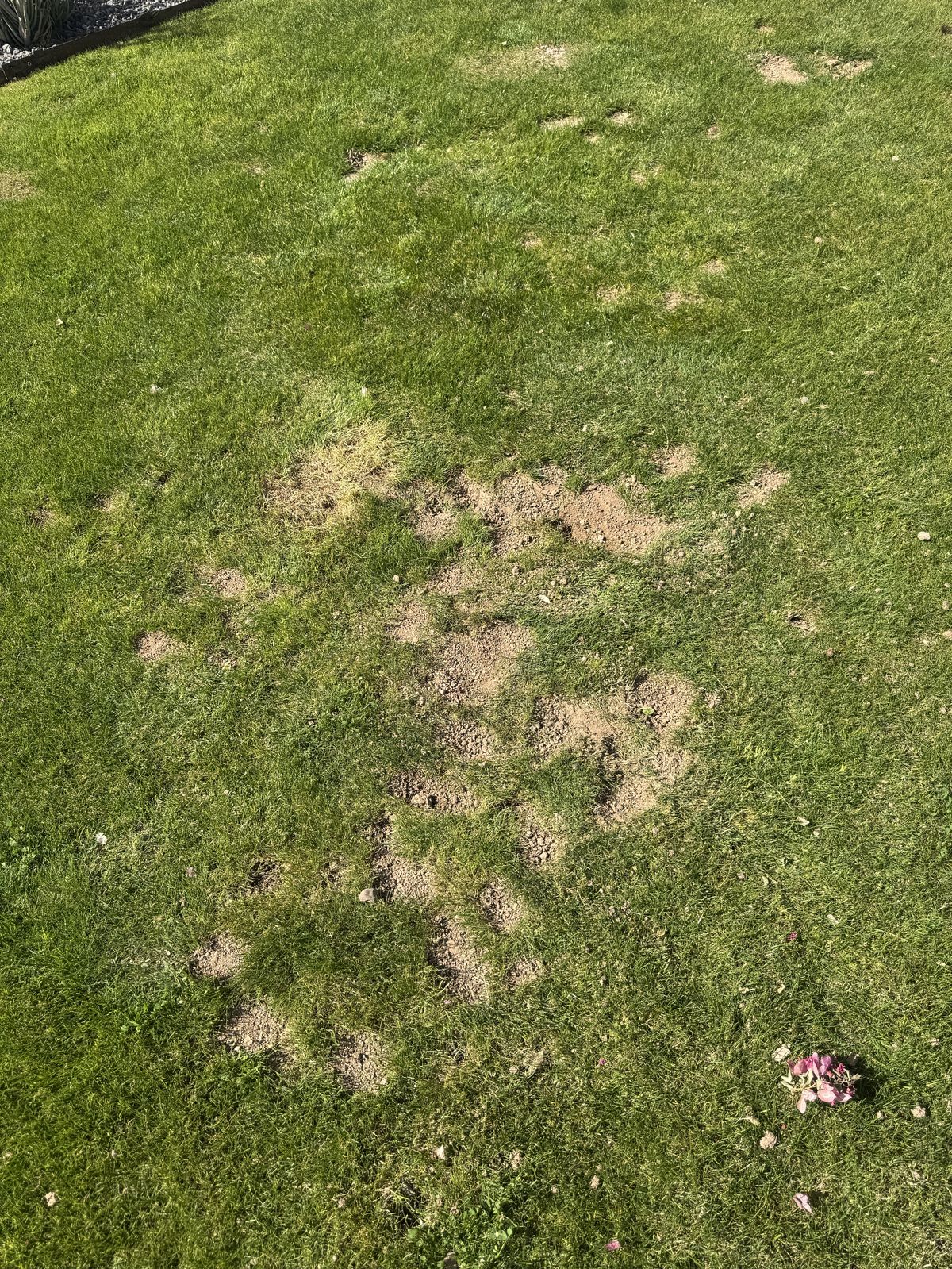 Gopher control photo 13