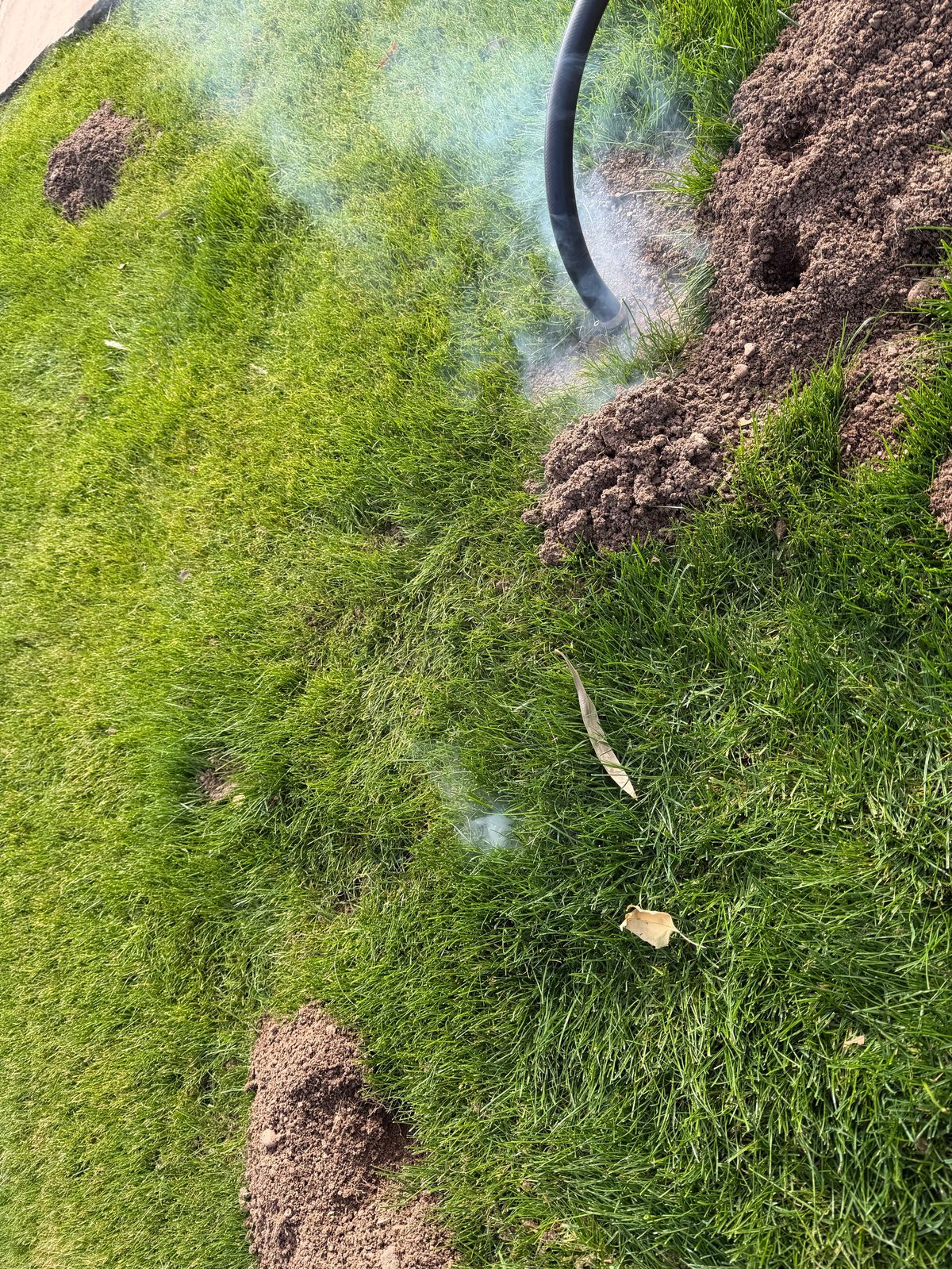 Gopher control photo 10