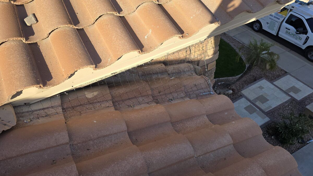 Pigeon control photo 13