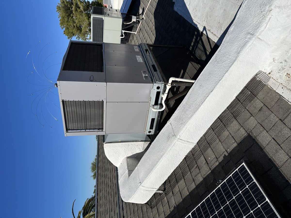 Pigeon control photo 17