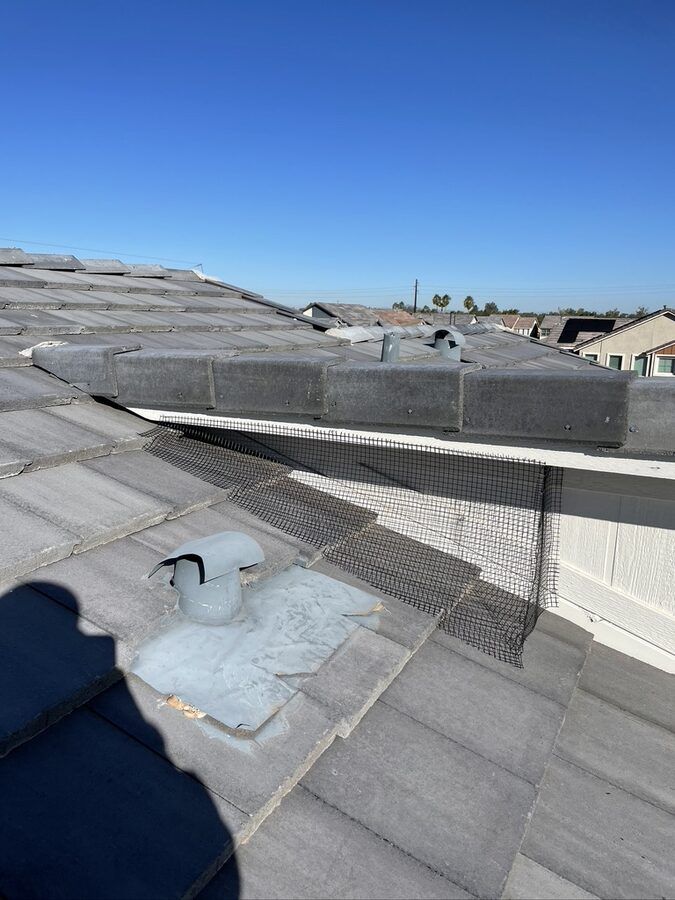 Pigeon control photo 10