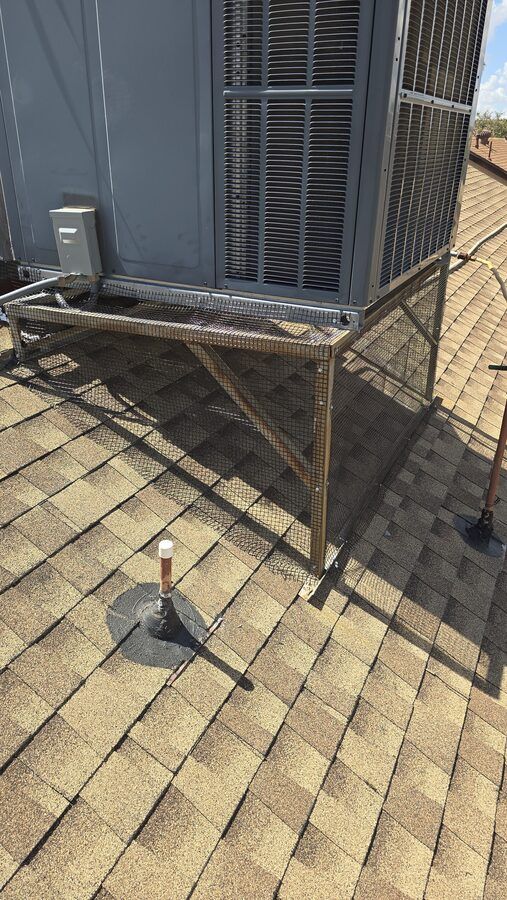 Pigeon control photo 6