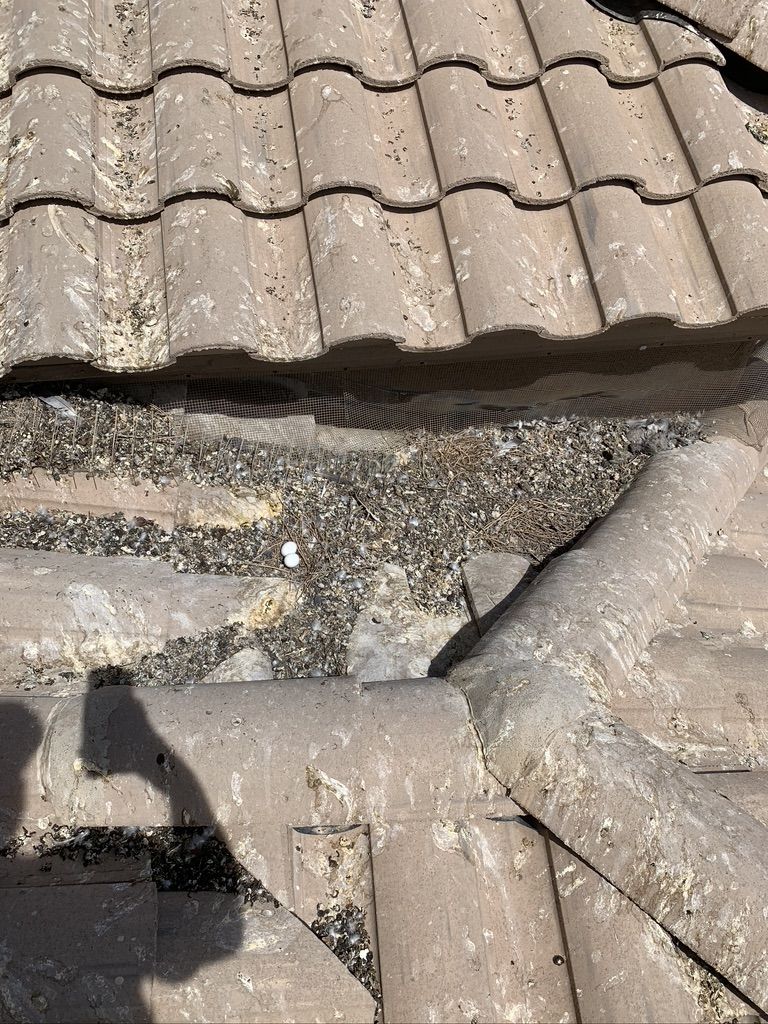 Pigeon Feces Damage - photo 1