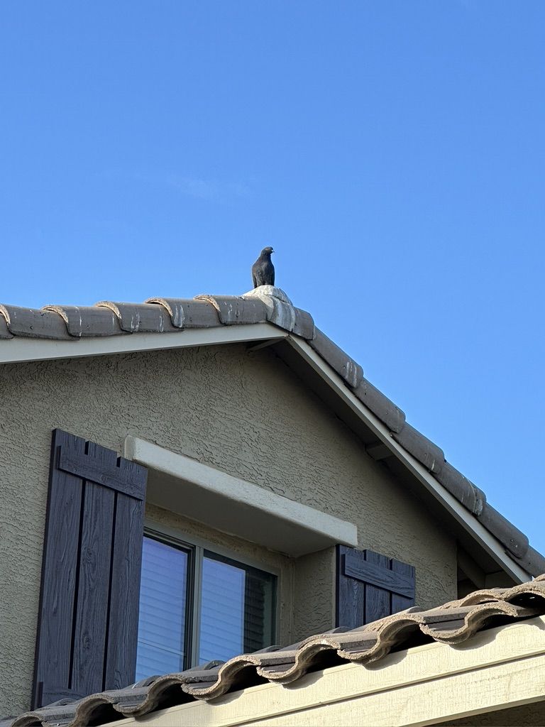 Pigeon Feces Damage - photo 2