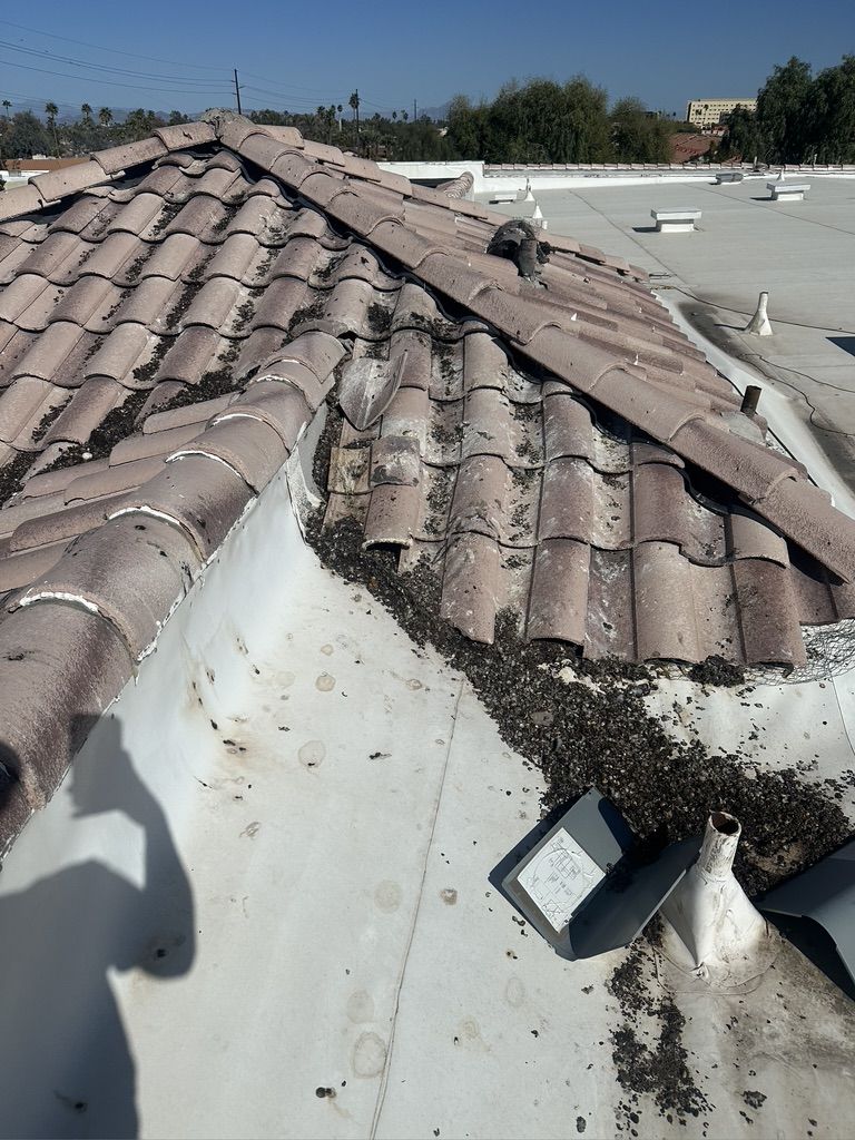 Pigeon Feces Damage - photo 9