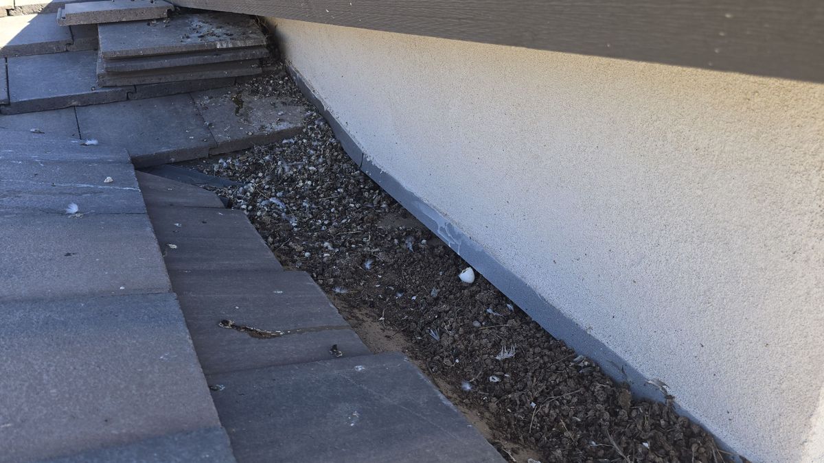 Pigeon Feces Damage - photo 13