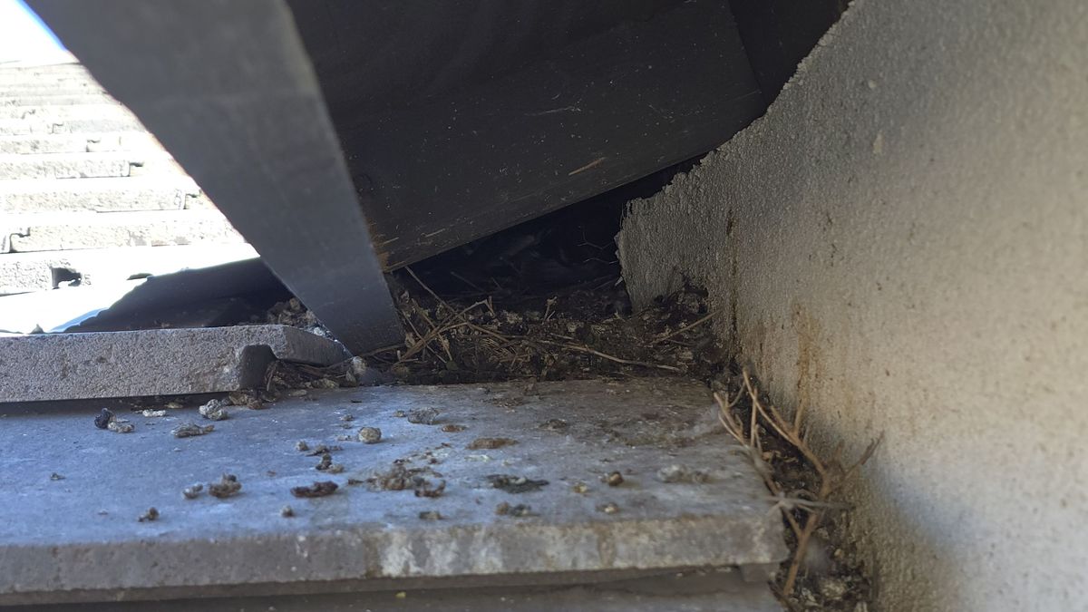 Pigeon Feces Damage - photo 14