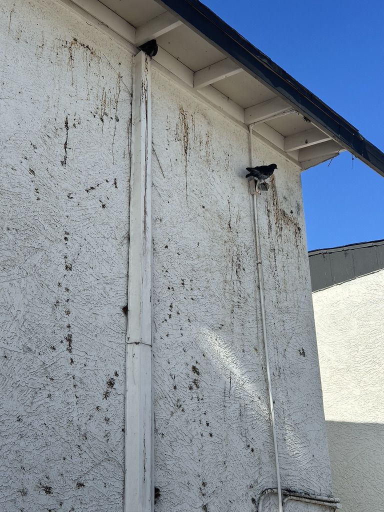 Pigeon Feces Damage - photo 20