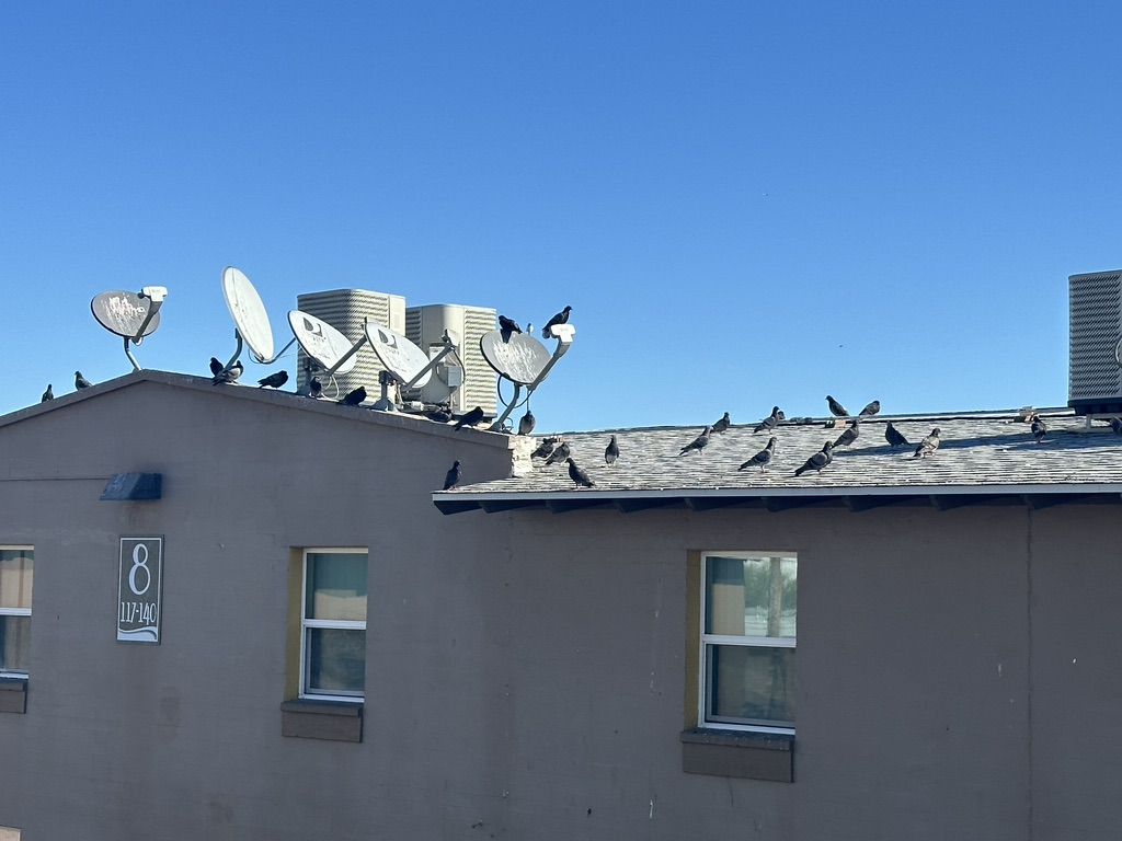 Pigeon Feces Damage - photo 22