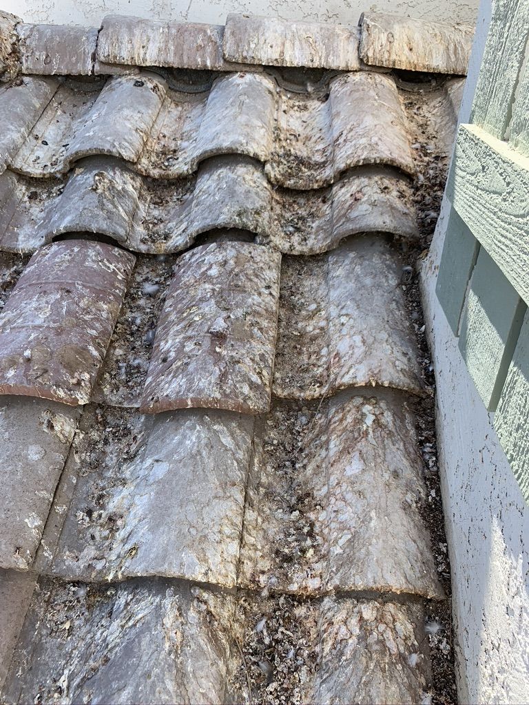 Pigeon Feces Damage - photo 24