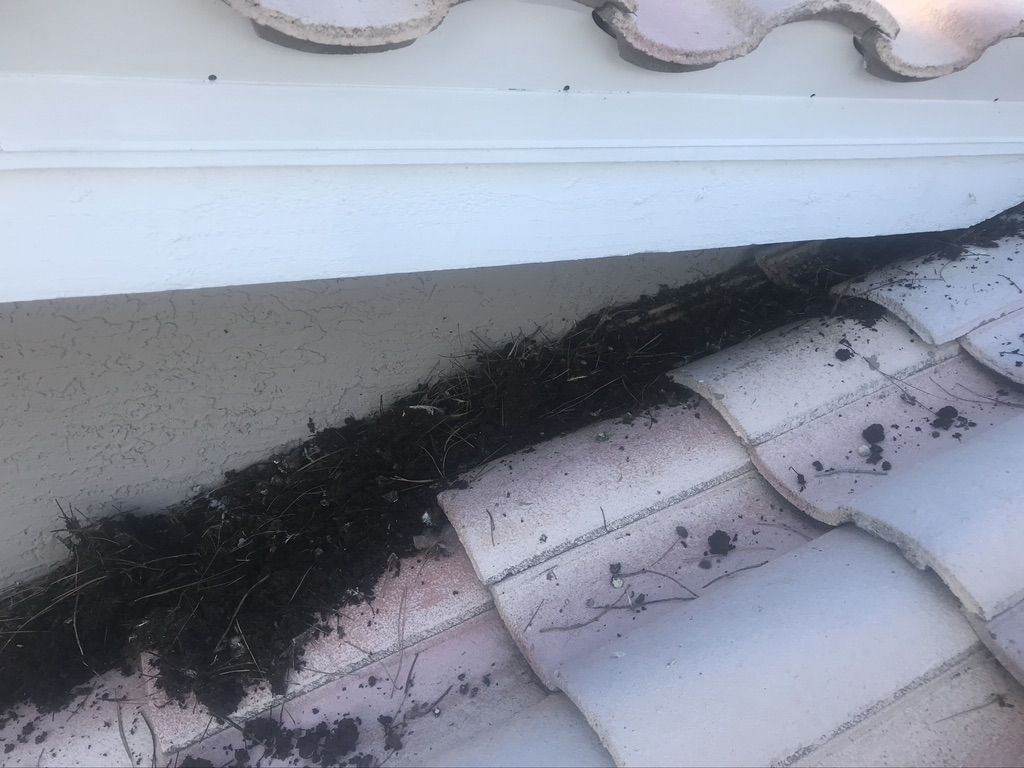 Pigeon Feces Damage - photo 25