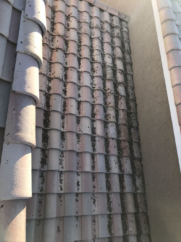Pigeon Feces Damage - photo 26