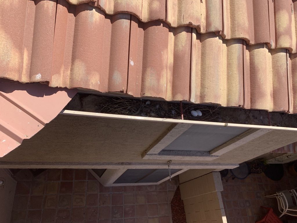 Pigeon Feces Damage - photo 27