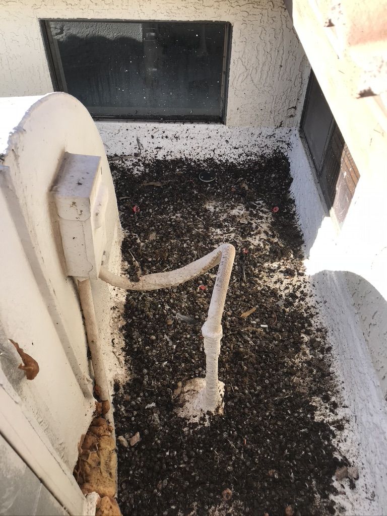 Pigeon Feces Damage - photo 36